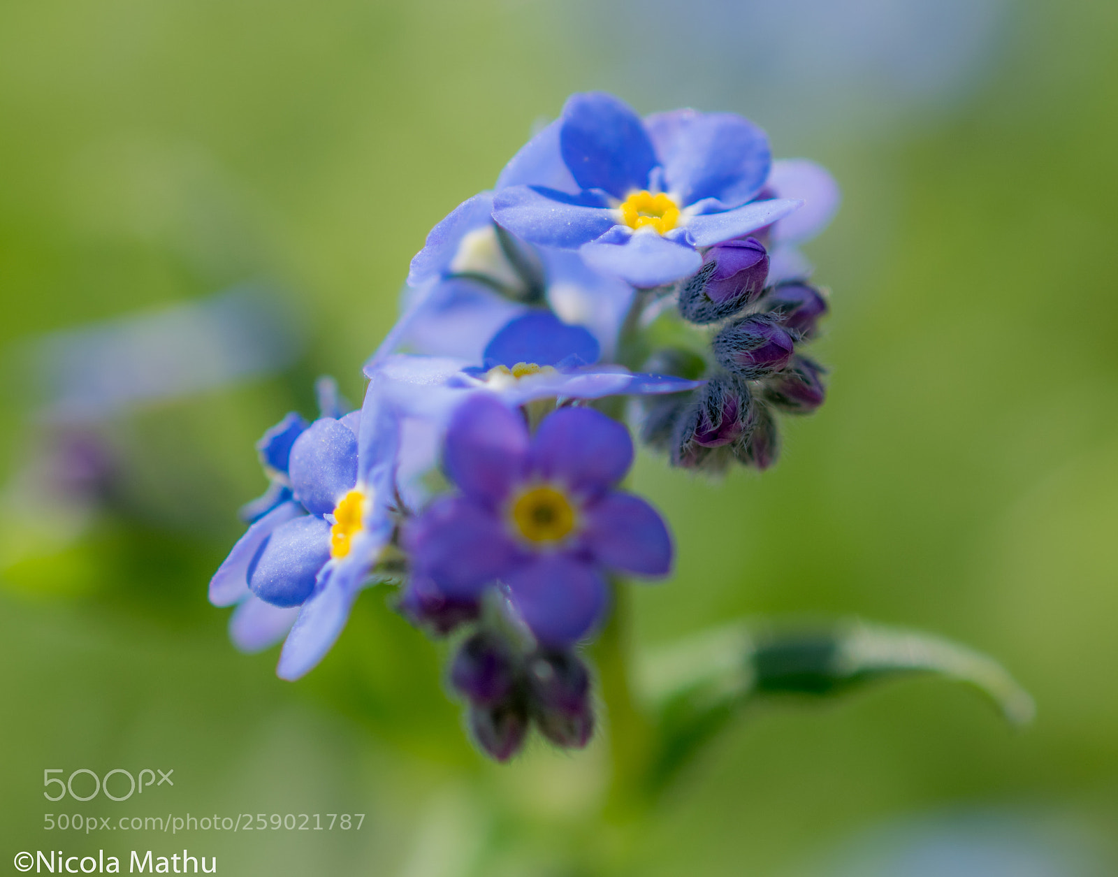 Nikon D5300 sample photo. Myosotis photography