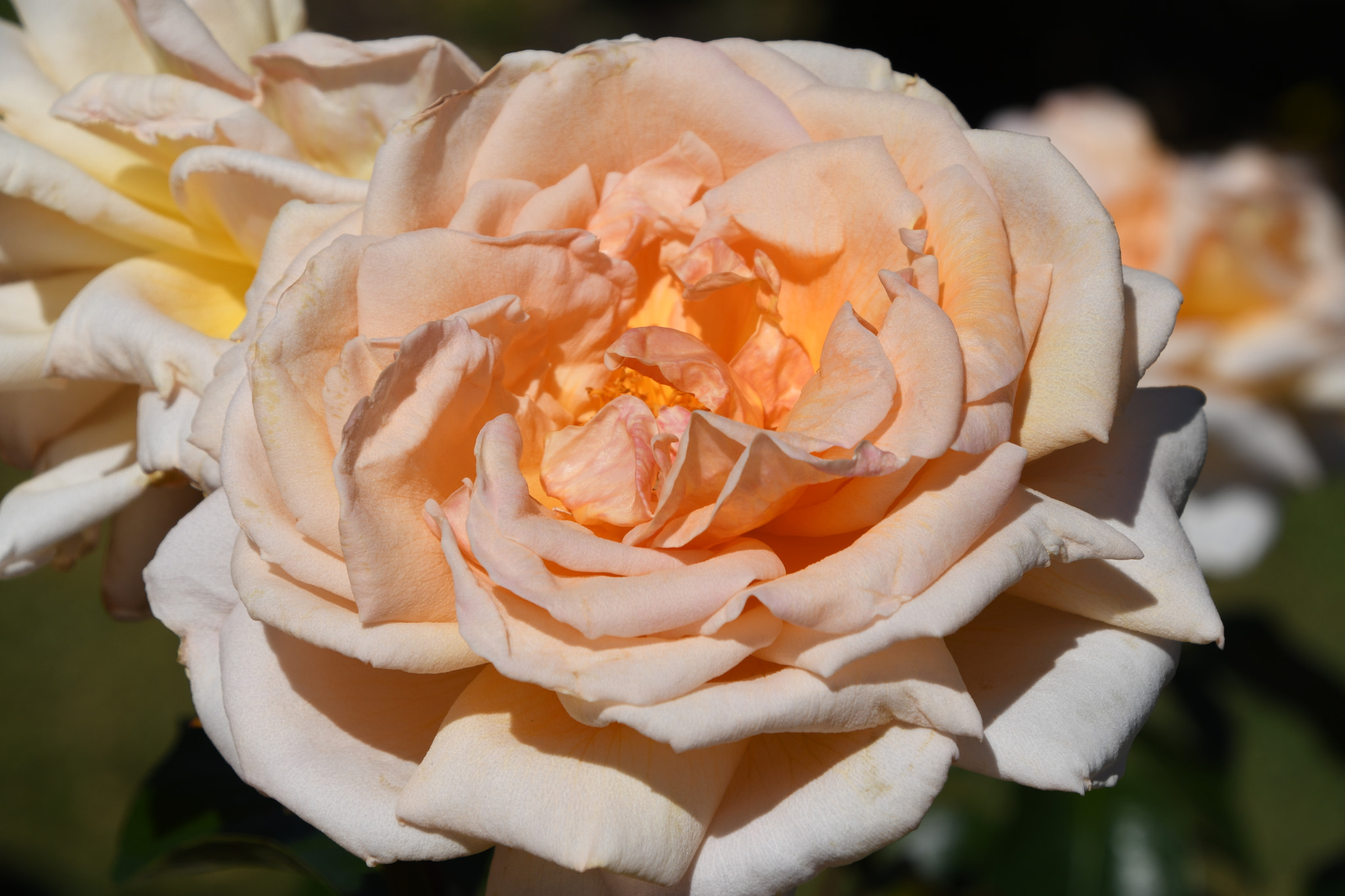 Nikon D500 sample photo. Dsc photography