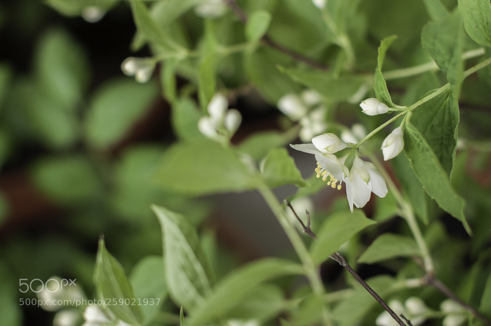 Nikon D5000 sample photo. Jasmine tree photography