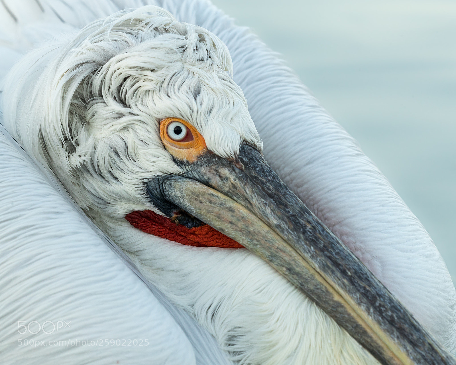 Canon EOS-1D X Mark II sample photo. Dalmatian pelican close up photography