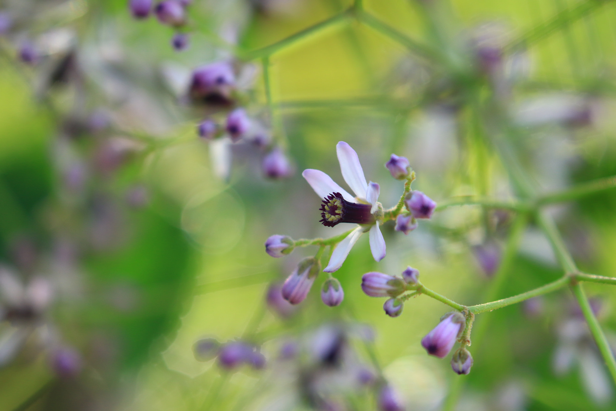 Canon EOS 7D Mark II sample photo. センダンの木 photography
