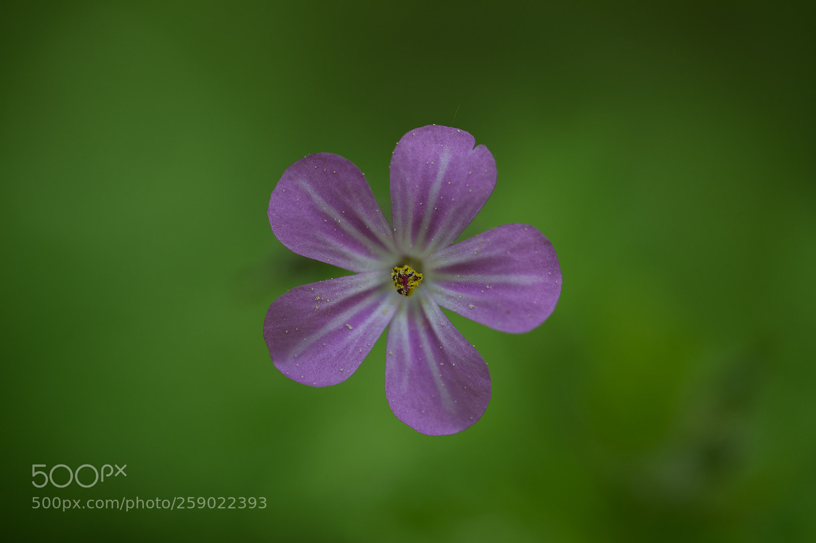 Canon EOS 5D Mark IV sample photo. Flower photography