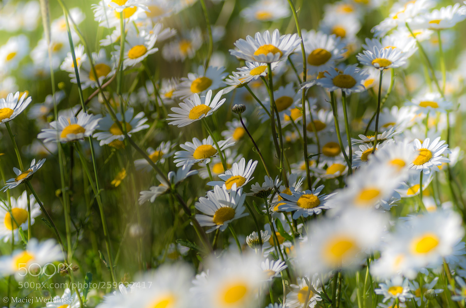 Pentax K-50 sample photo. Meadow flowers photography