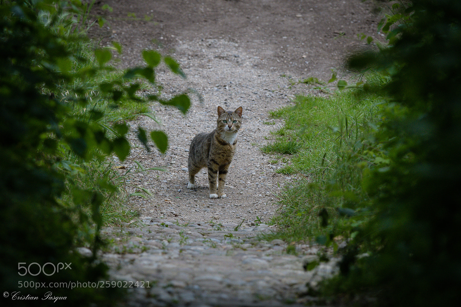 Nikon D500 sample photo. Who's there? photography