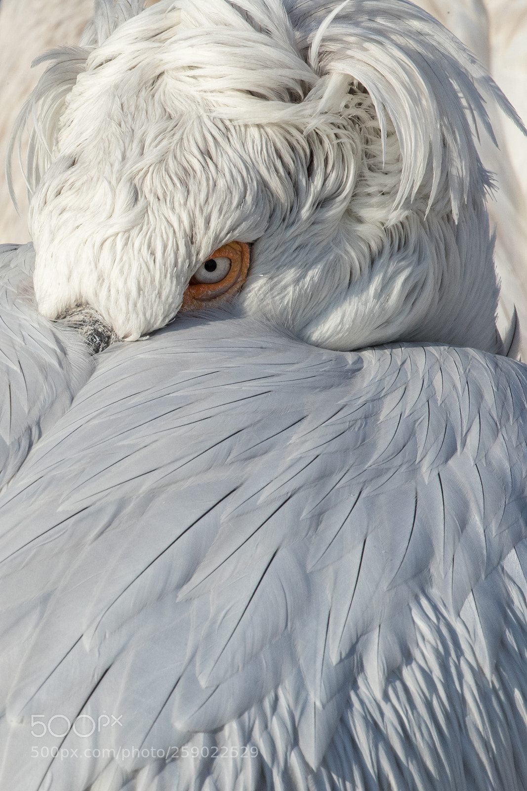 Canon EOS-1D X Mark II sample photo. Dalmatian pelican peeking photography
