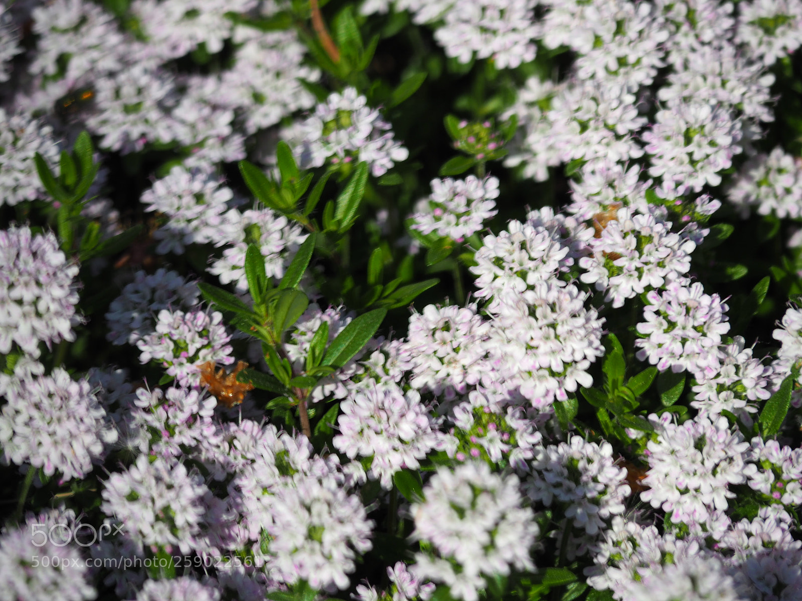 Olympus OM-D E-M5 II sample photo. Olympus digital camera photography