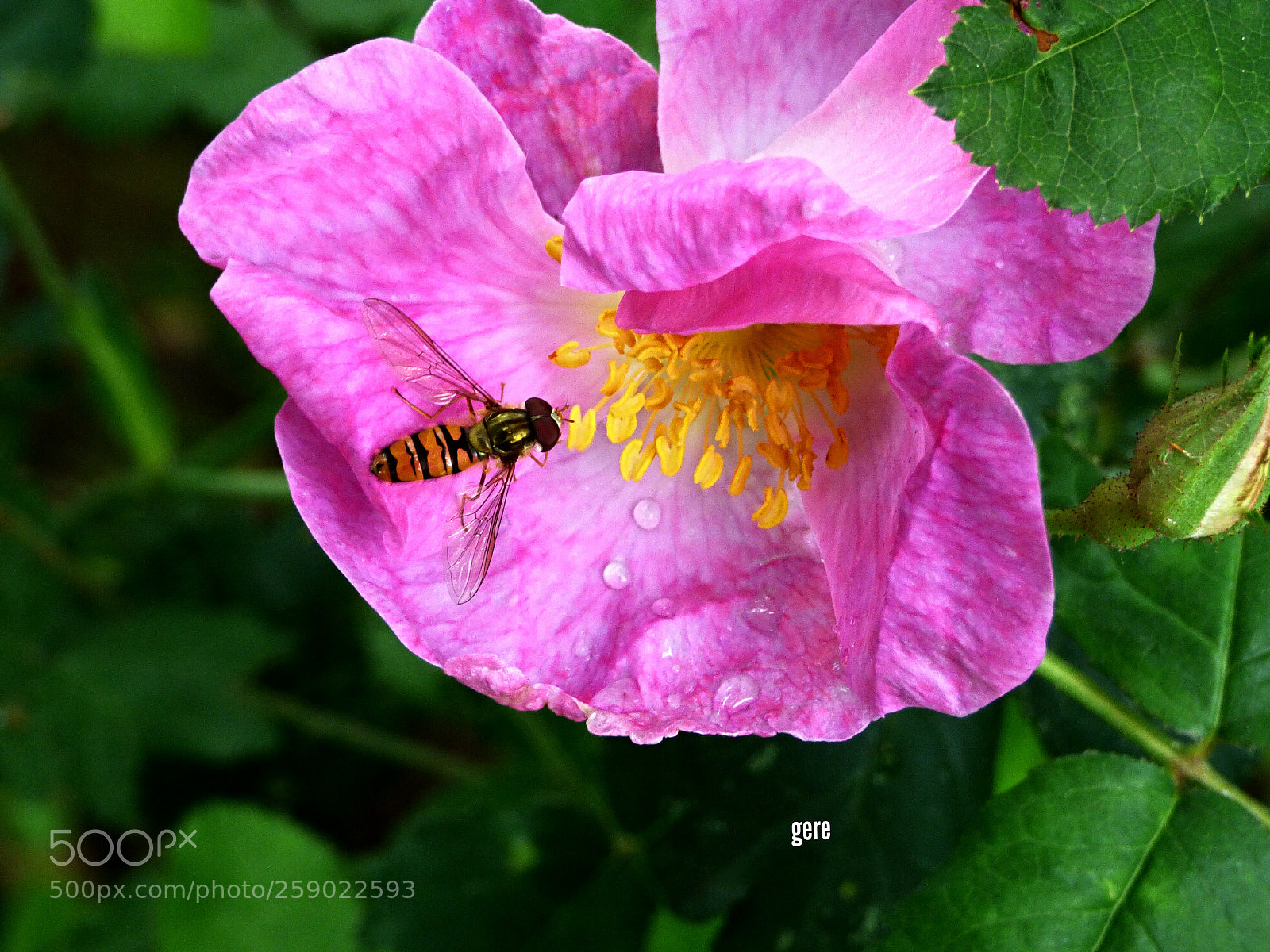 Panasonic DMC-FZ72 sample photo. Rosa canina e ape photography