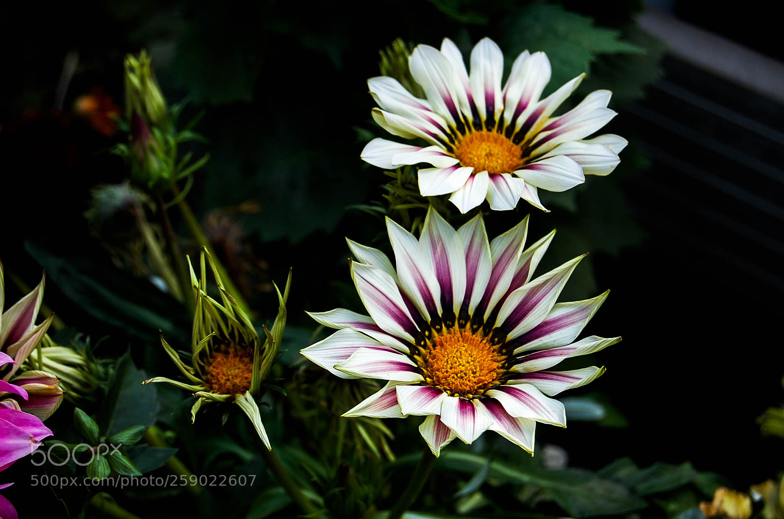 Nikon D40 sample photo. Beautiful flowers photography