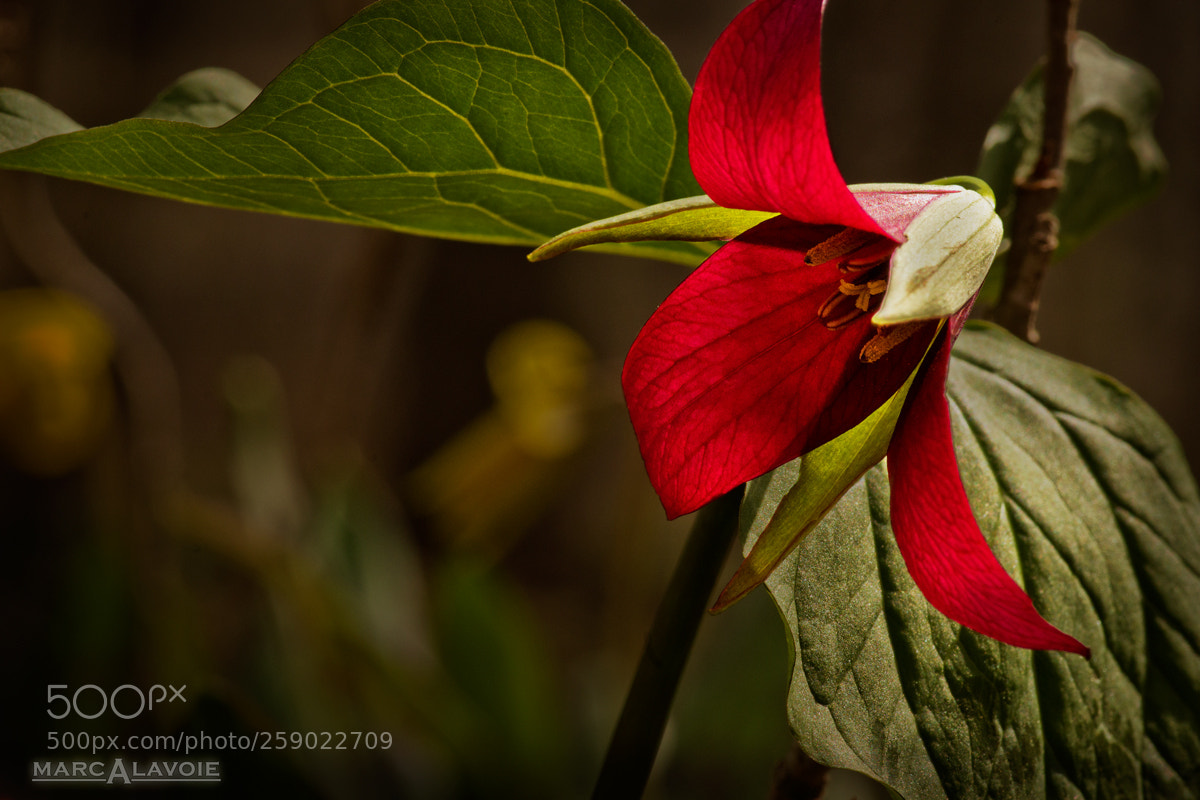 Pentax K-3 sample photo. Red trillium i photography