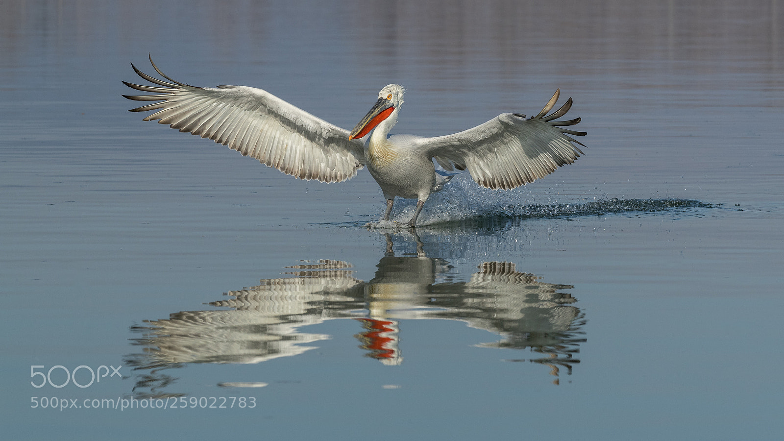 Canon EOS-1D X Mark II sample photo. Dalmatian pelican landing photography