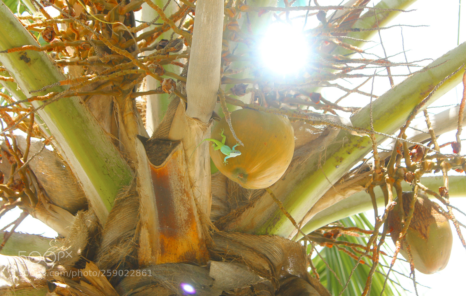 Canon EOS 550D (EOS Rebel T2i / EOS Kiss X4) sample photo. Lizard on coconut photography