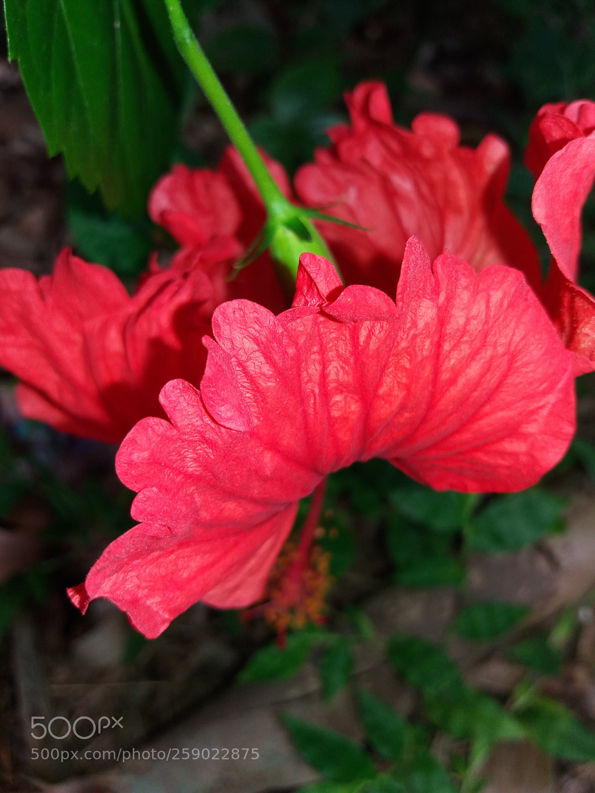 Samsung Galaxy J5 sample photo. Red photography