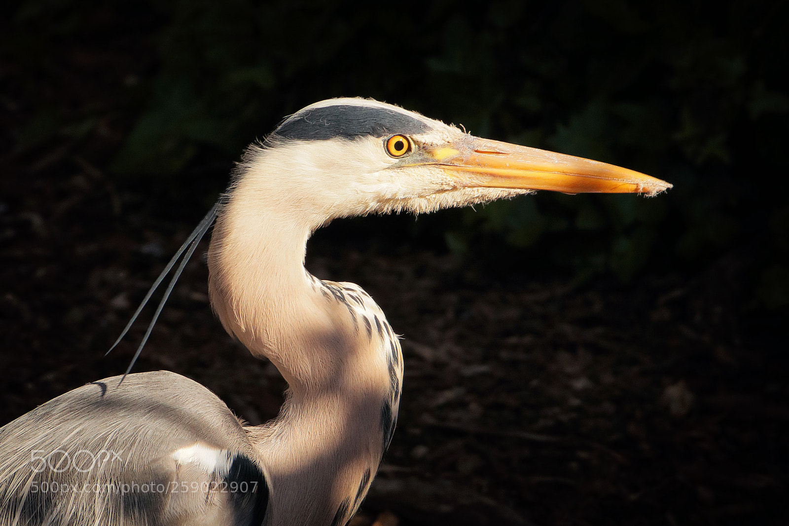 Canon EOS 80D sample photo. Heron in the morning photography