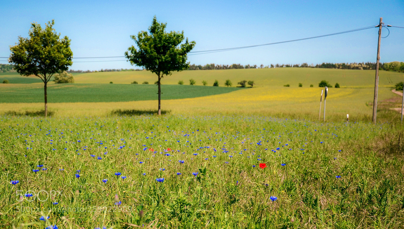 Nikon D7000 sample photo. Meadow in harz  photography