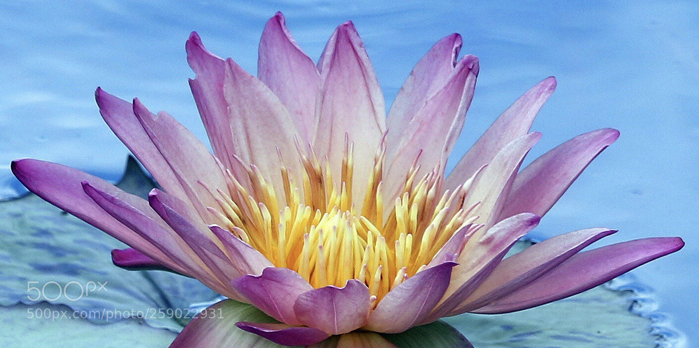 Canon EOS 7D Mark II sample photo. Waterlily photography