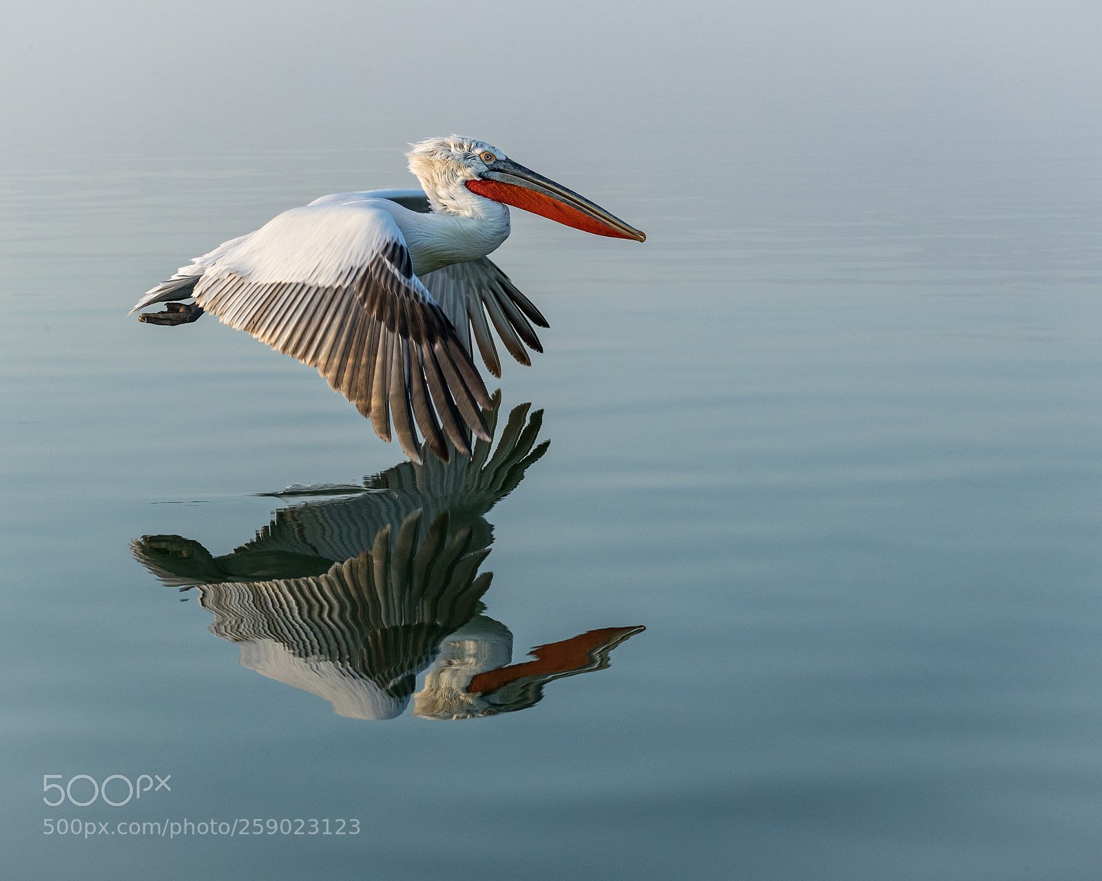 Canon EOS-1D X Mark II sample photo. Dalmatian pelican in flight photography