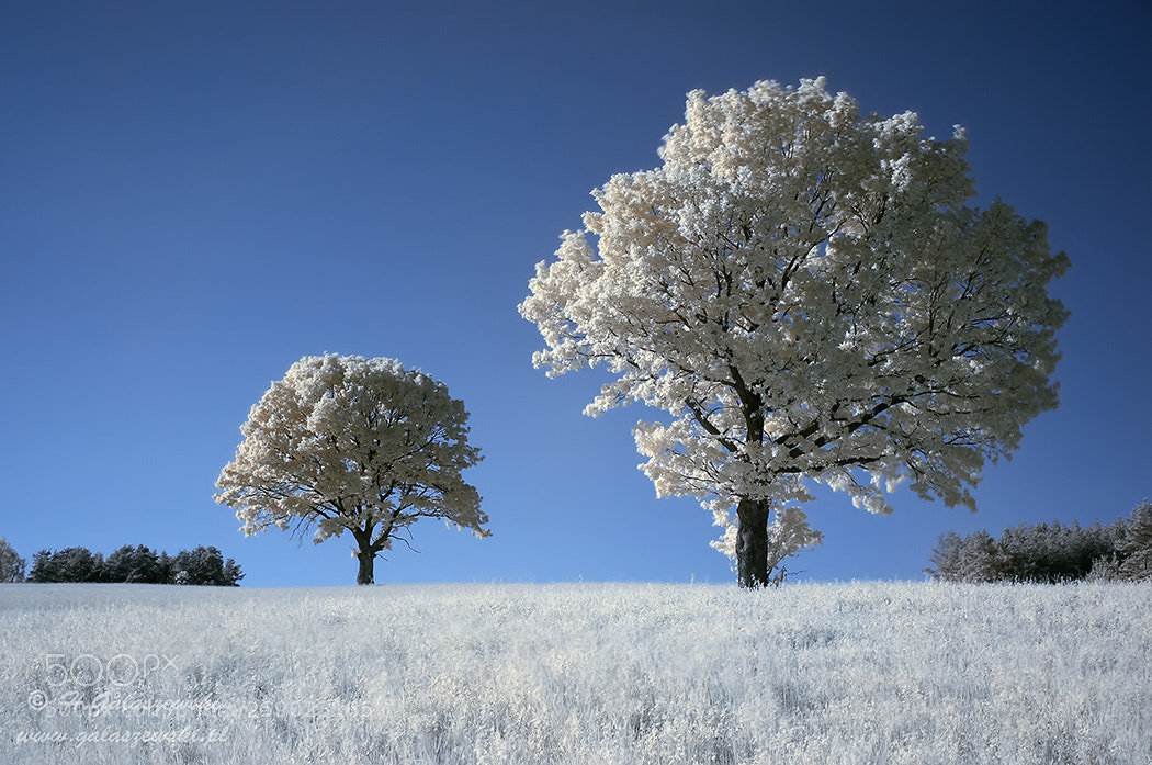 Nikon D300S sample photo. Infrared trees photography