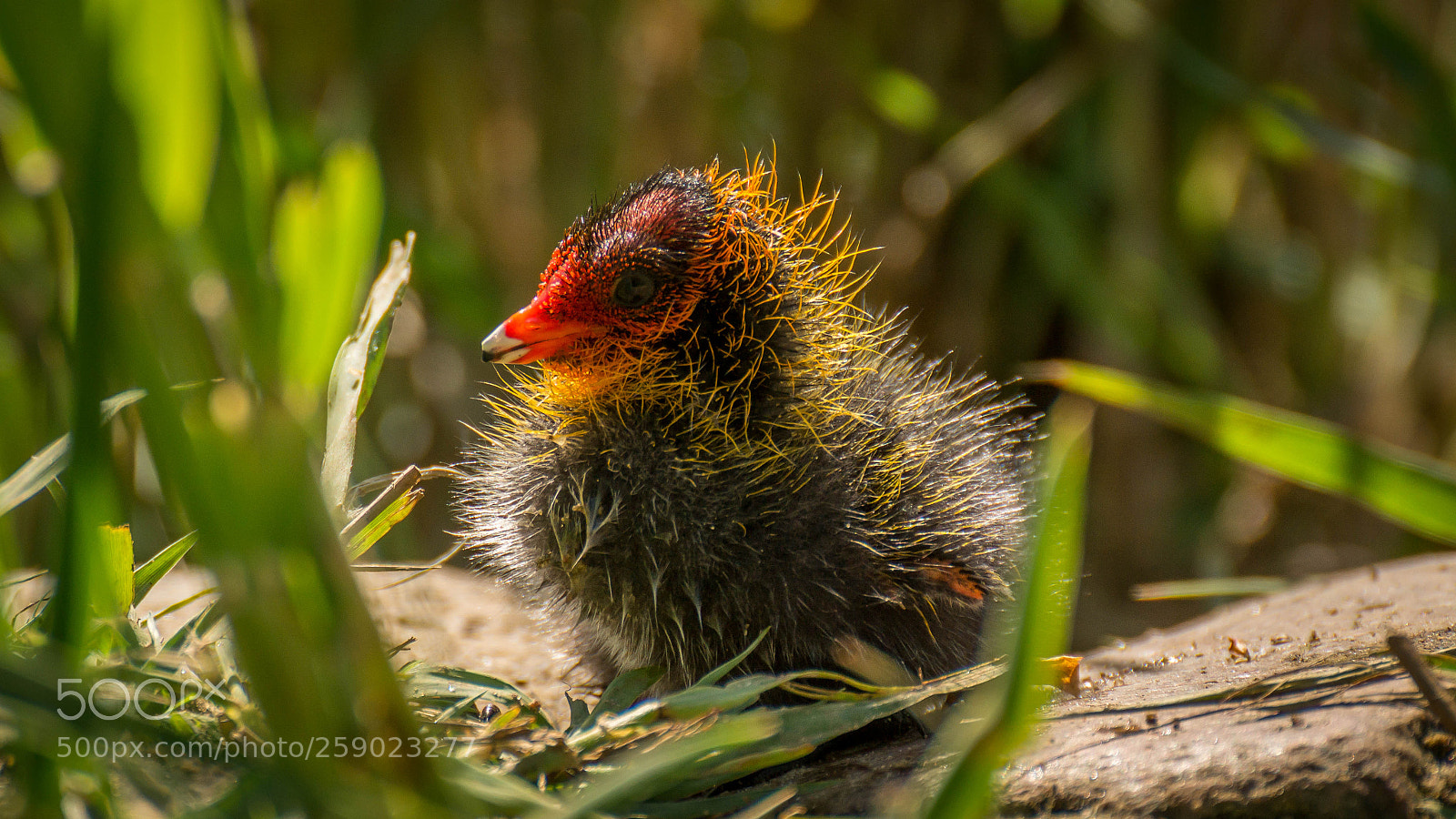 Sony SLT-A58 sample photo. Babyduck2 photography