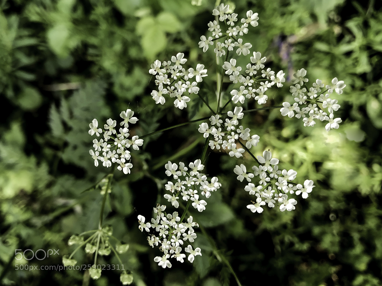 Apple iPhone 7 sample photo. Cow parsley photography