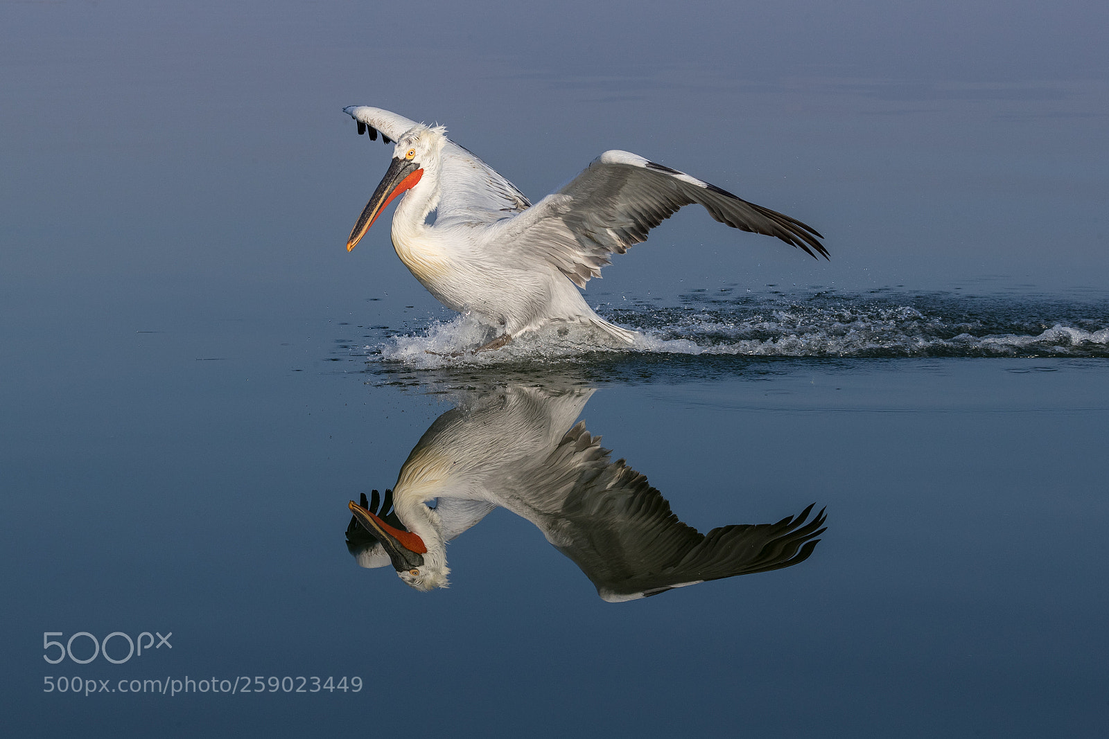 Canon EOS-1D X Mark II sample photo. Dalmatian pelican landing photography