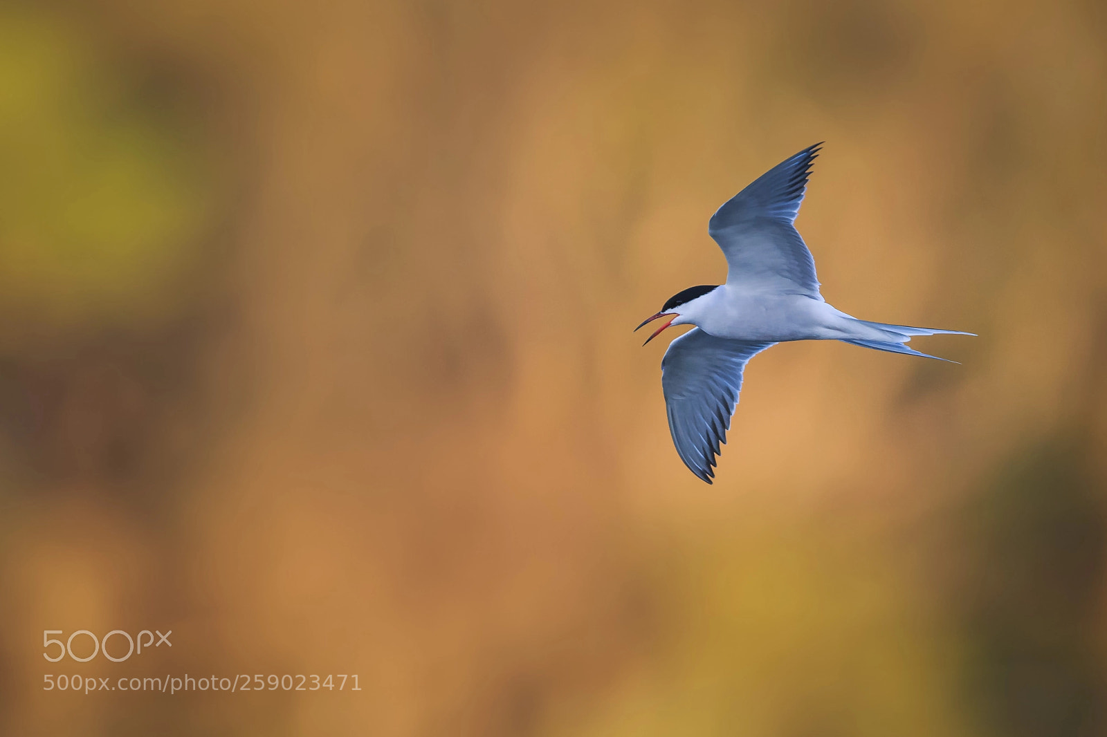 Canon EOS-1D X sample photo. Common tern in warm photography