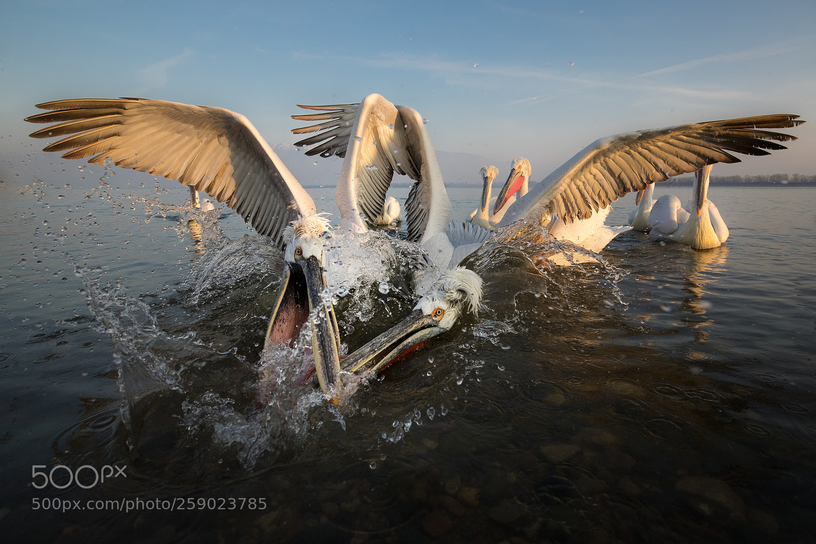 Canon EOS-1D X Mark II sample photo. Feeding frenzy. dalmatian pelicans photography