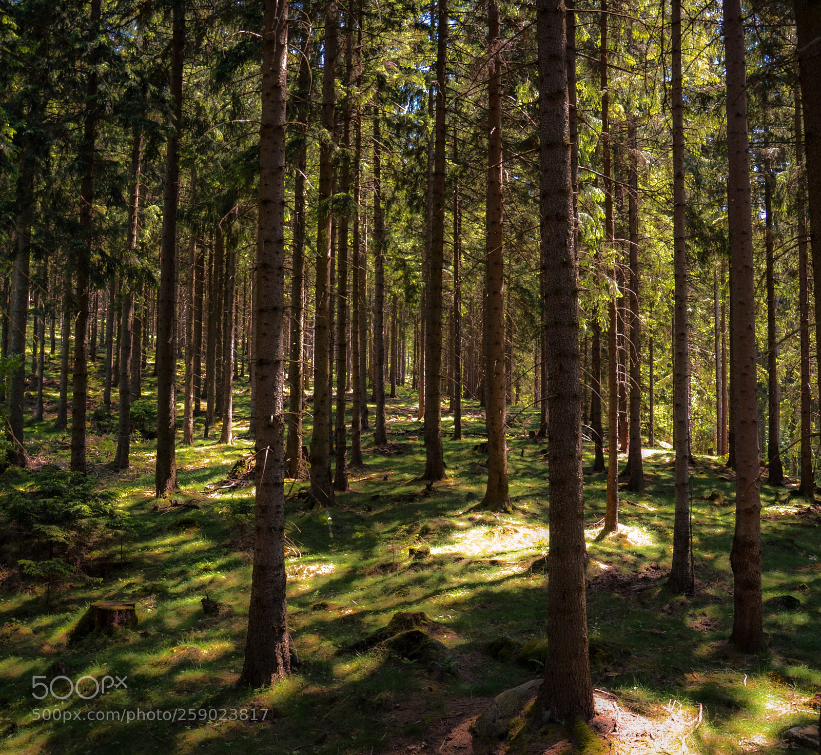 Nikon D7000 sample photo. Forest  photography