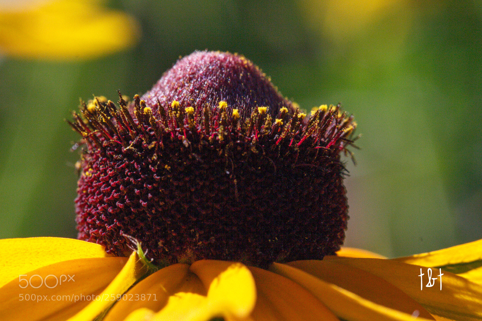 Canon EOS 7D sample photo. Untitled photography