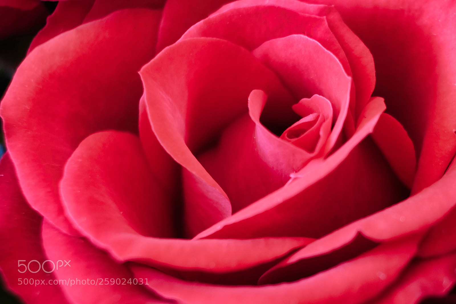 Fujifilm X-Pro2 sample photo. Rose photography