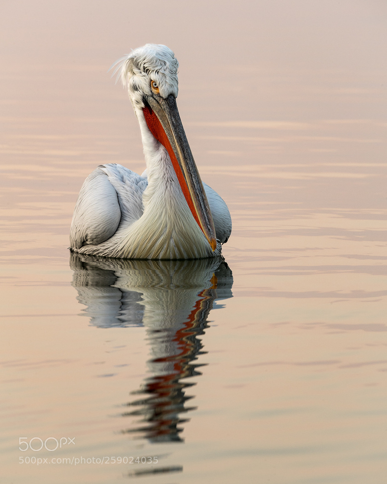 Canon EOS-1D X Mark II sample photo. Dalmatian pelican floating on photography
