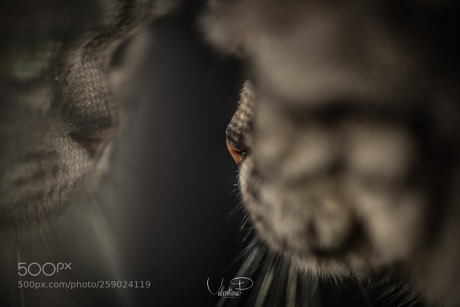 Nikon D610 sample photo. Specchio, specchio delle mie photography