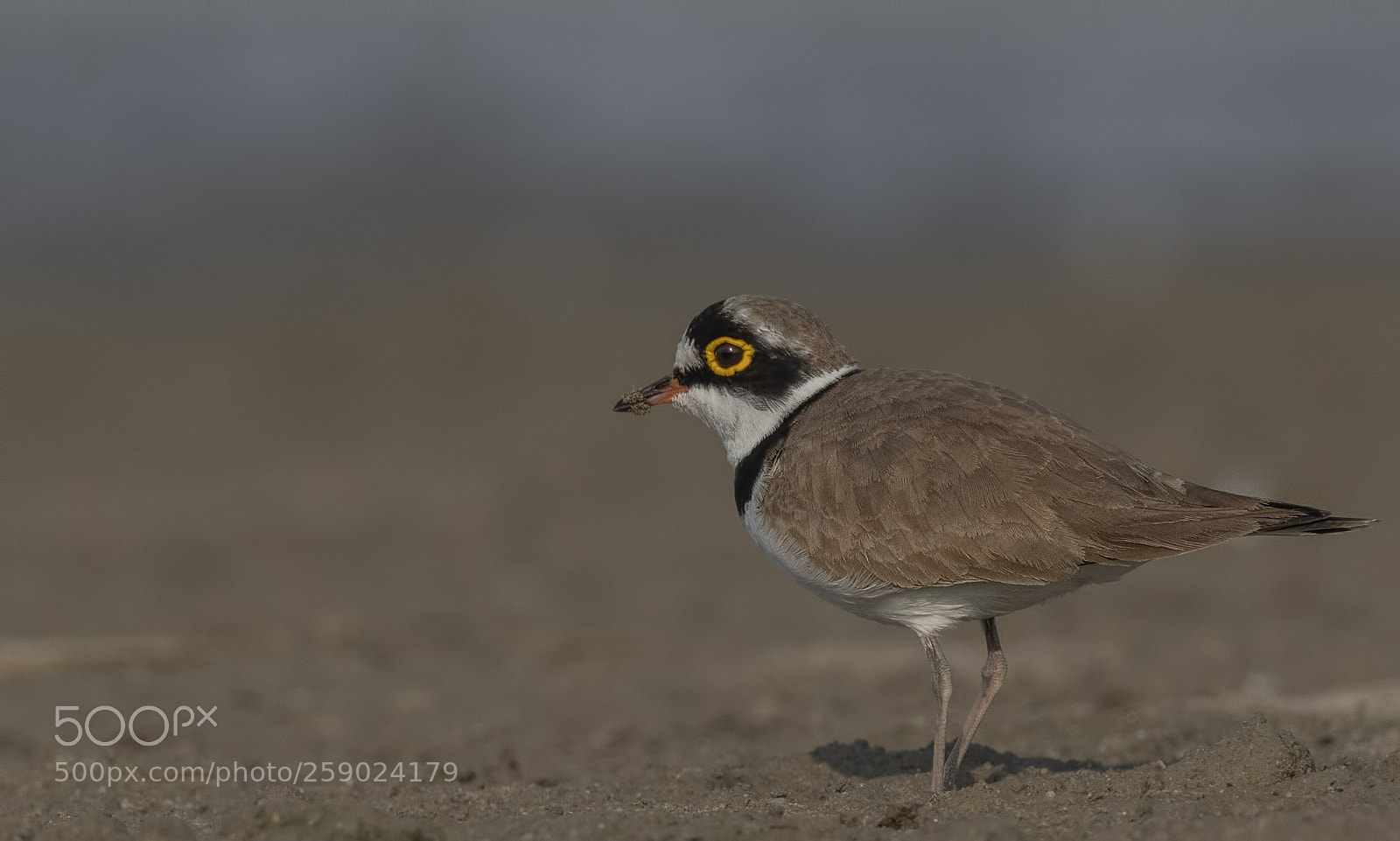 Nikon D500 sample photo. Little ringed plover photography
