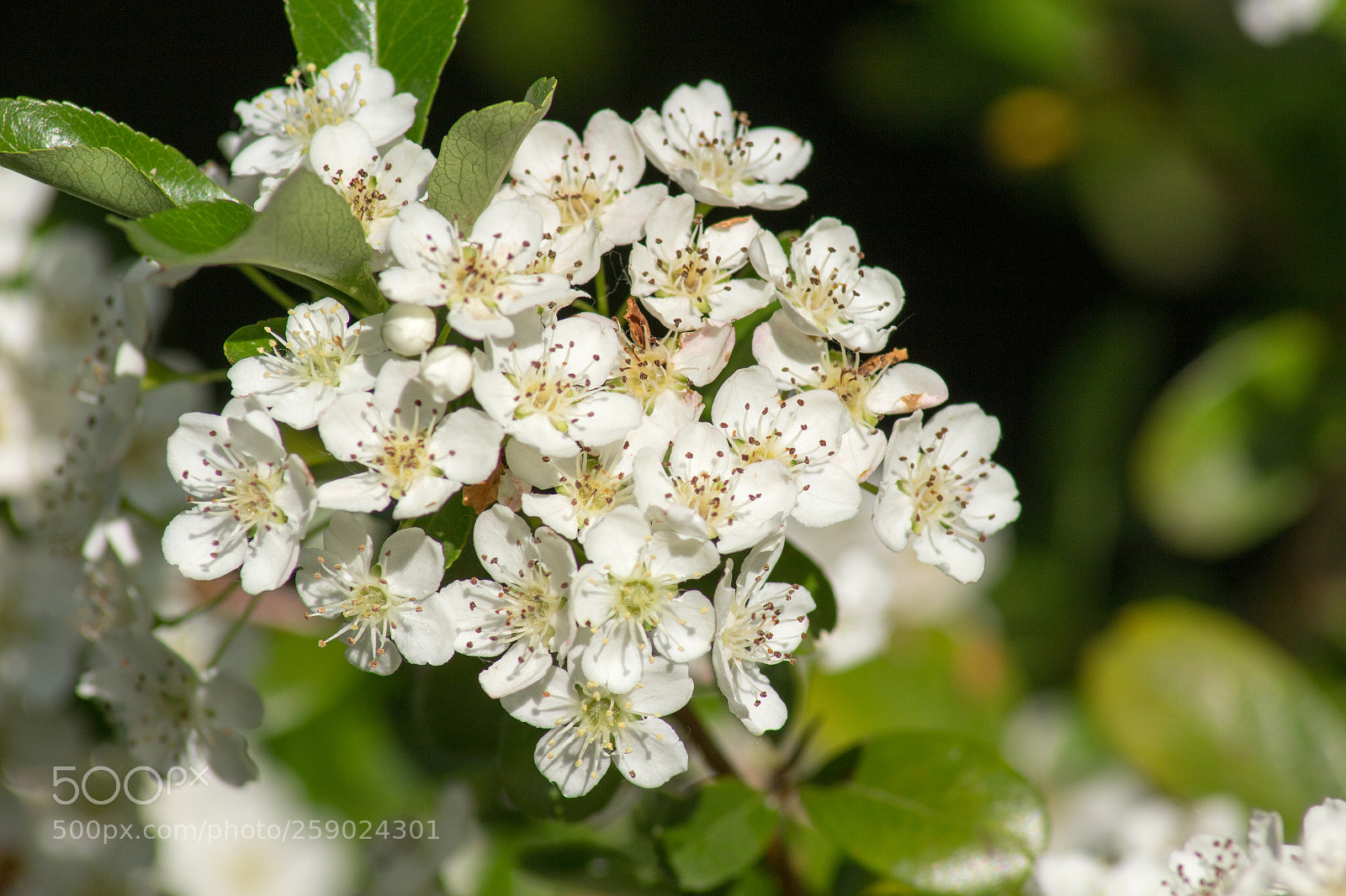 Canon EOS 100D (EOS Rebel SL1 / EOS Kiss X7) sample photo. White flowers photography
