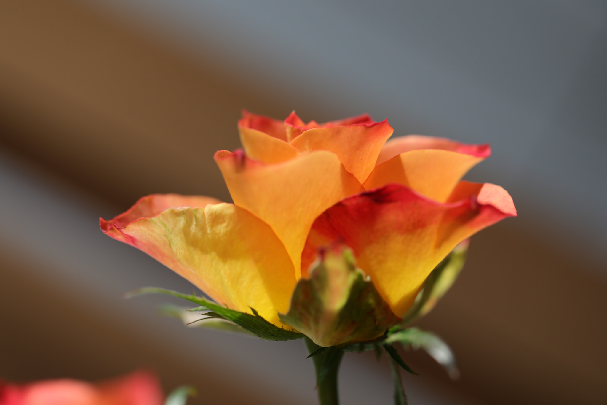 Canon EF 100mm F2.8L Macro IS USM sample photo. Rose photography