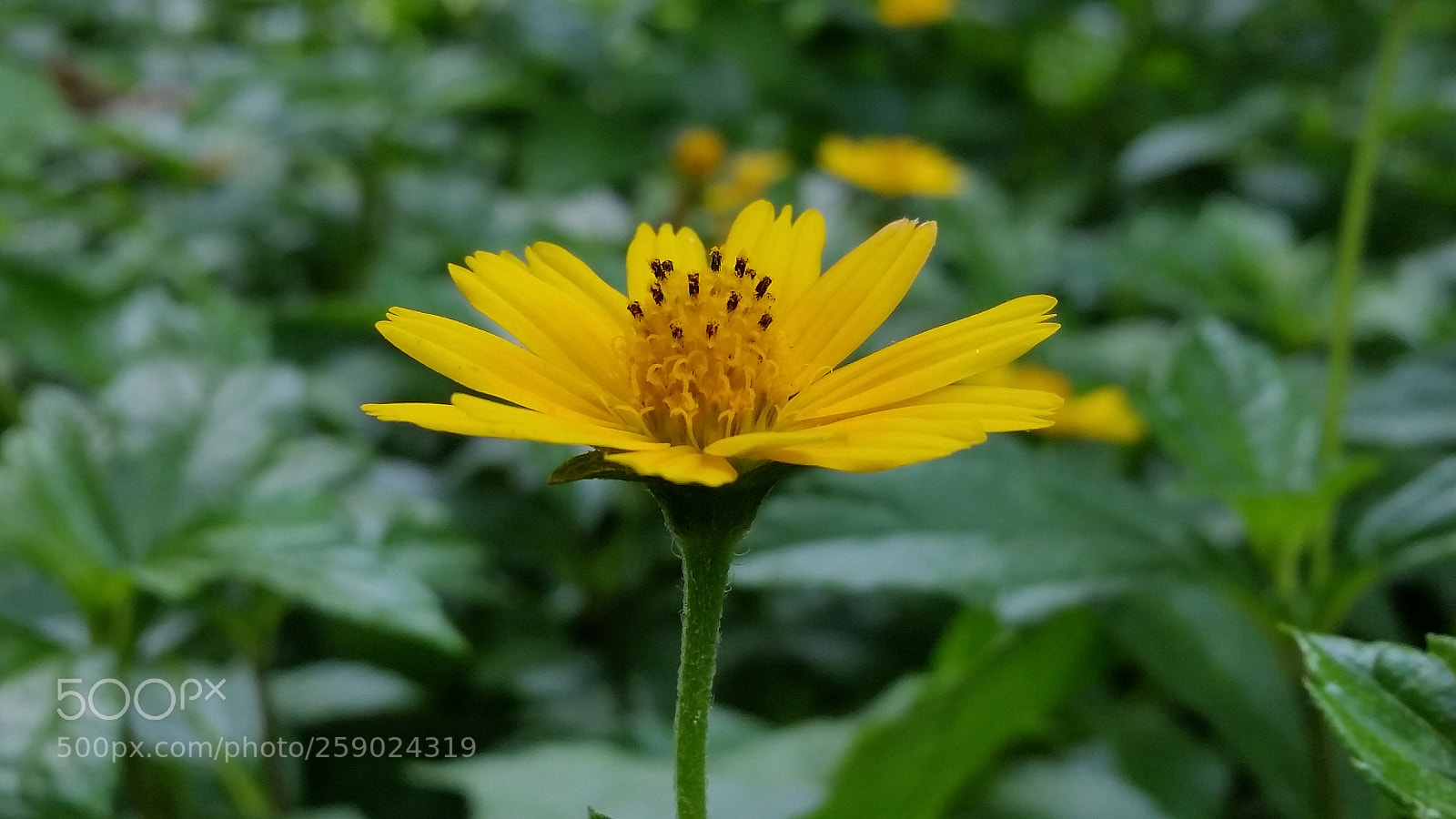 Samsung Galaxy S5 sample photo. Untitled photography