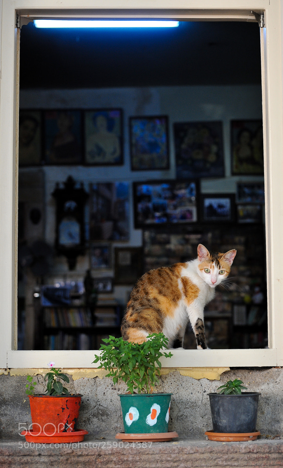 Nikon D3 sample photo. Chat à la fenêtre photography