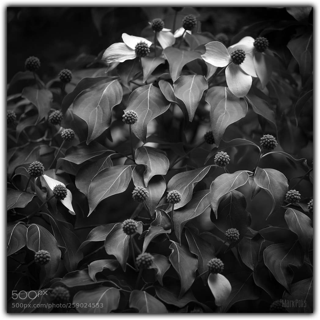 Canon EOS-1Ds Mark III sample photo. Kousa dogwood mono photography