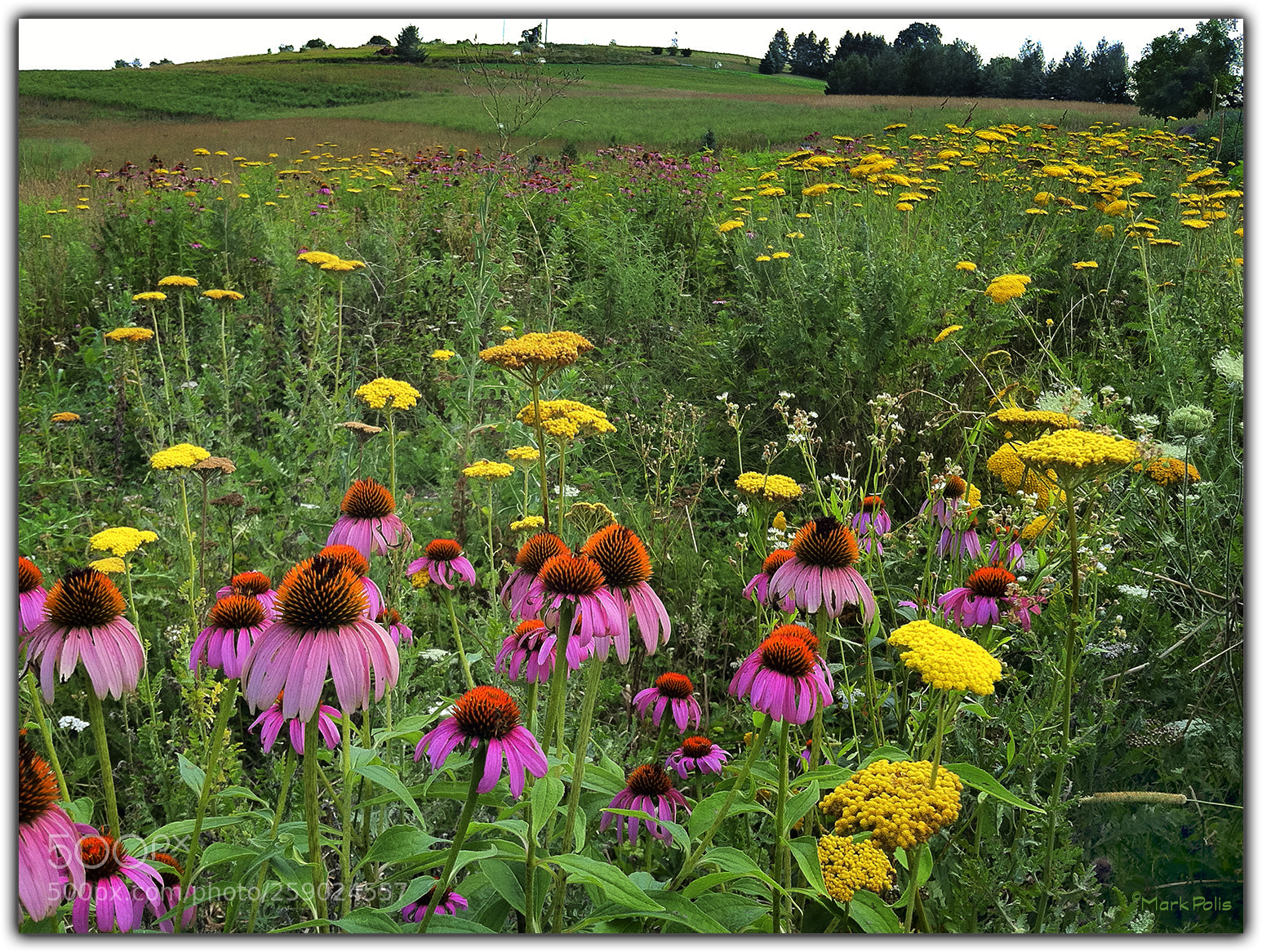 Apple iPhone 4 sample photo. Tewksburygracefarm wildflowers photography