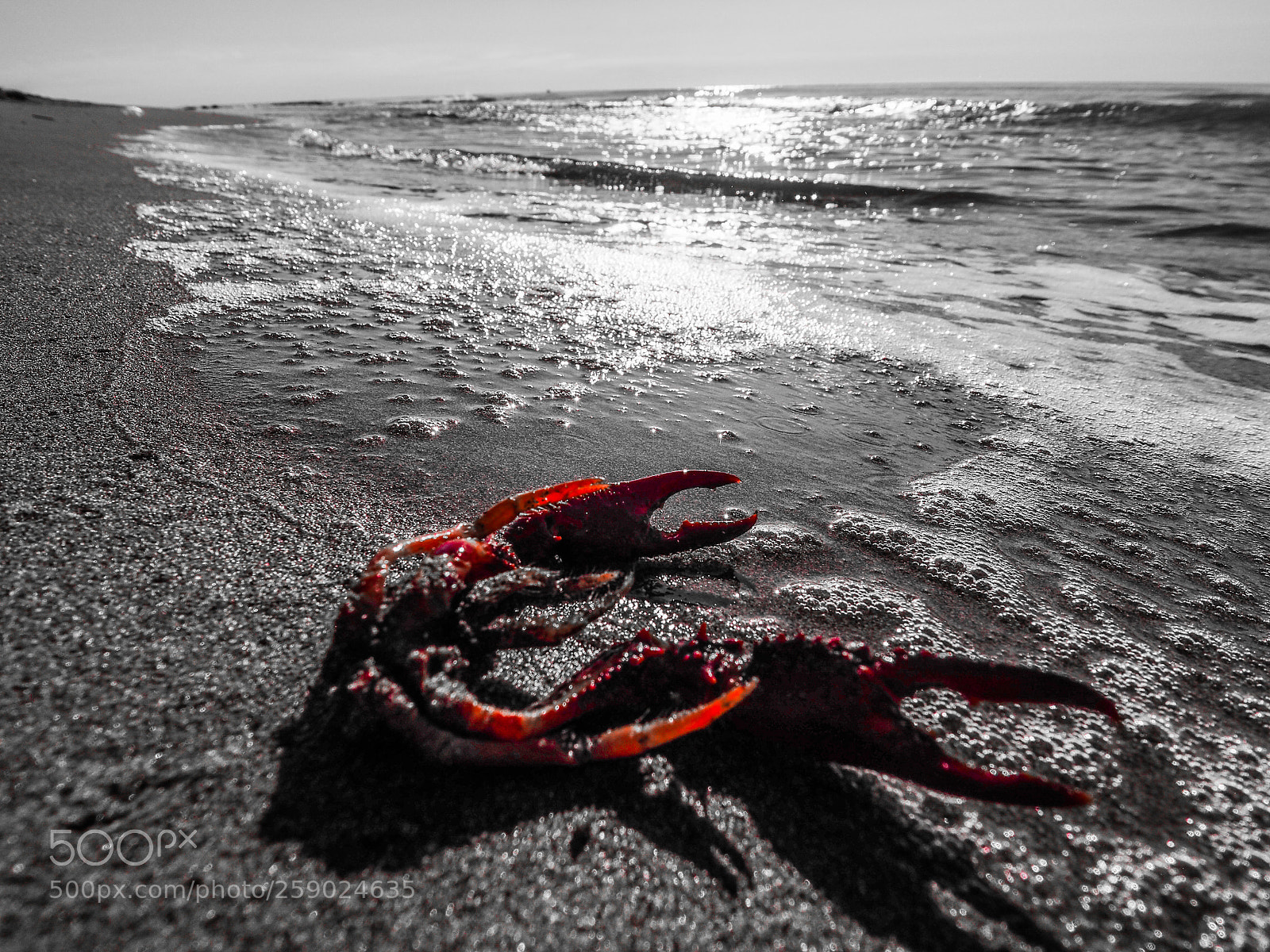 Olympus OM-D E-M10 II sample photo. Els muntells photography