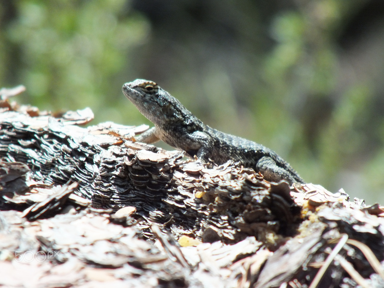 Fujifilm FinePix HS30EXR sample photo. Lizard on a log photography