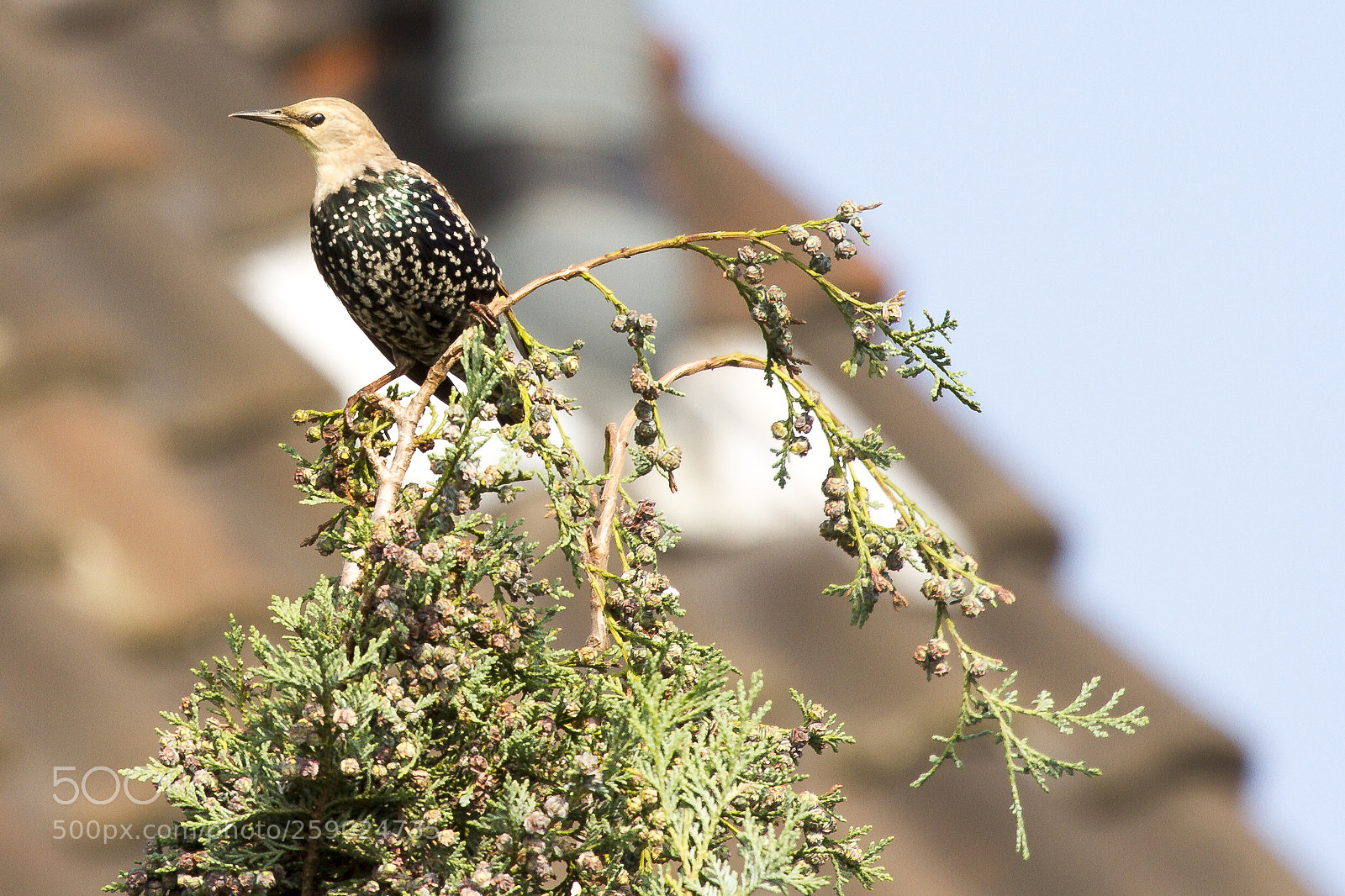 Canon EOS 7D sample photo. Starling photography