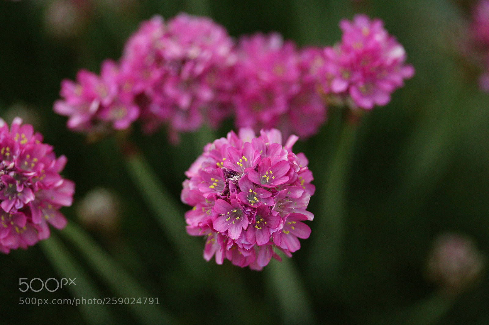 Canon EF-S 60mm F2.8 Macro USM sample photo. Outstanding blossom photography
