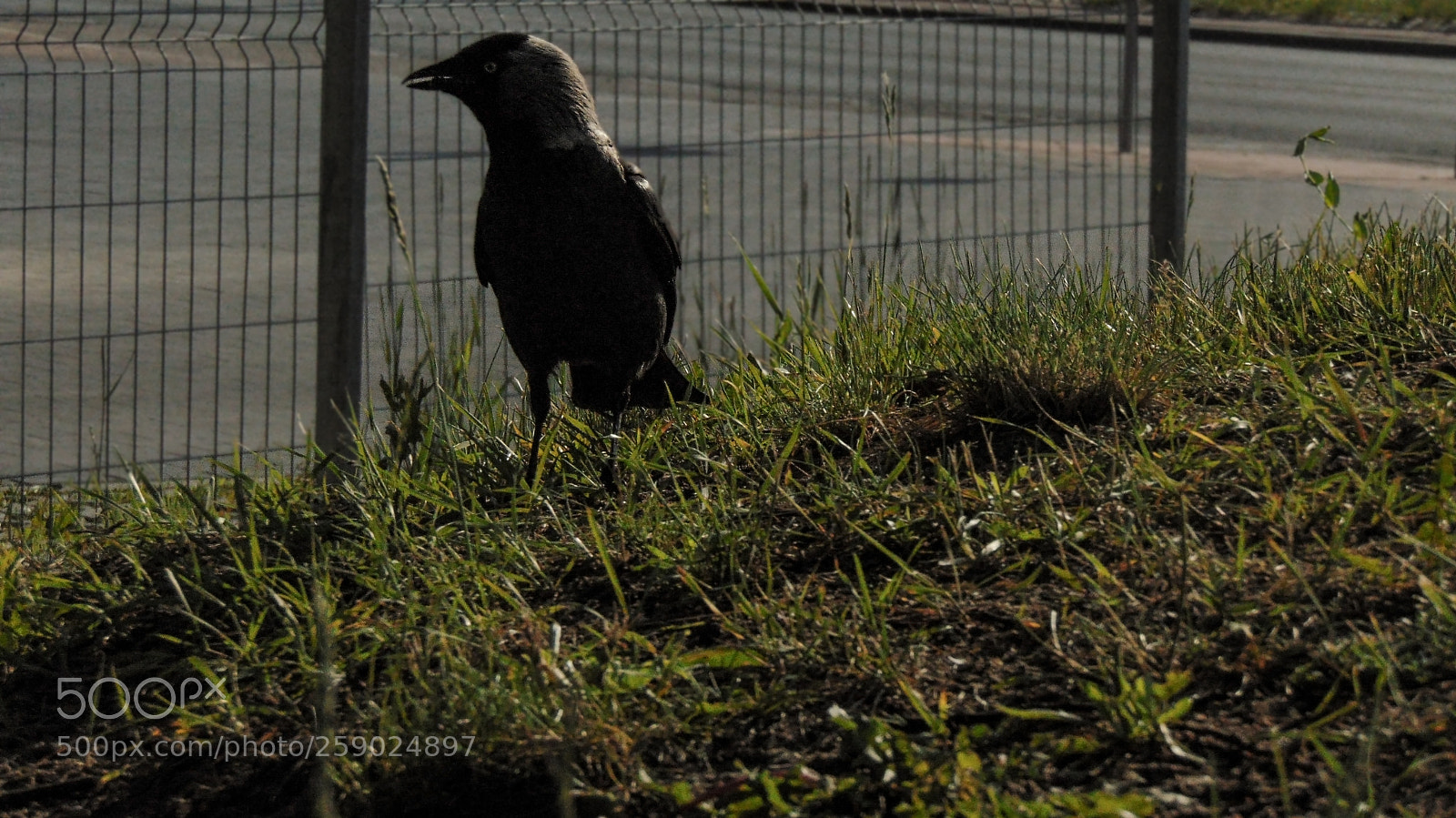 Sony Cyber-shot DSC-H300 sample photo. Black bird photography