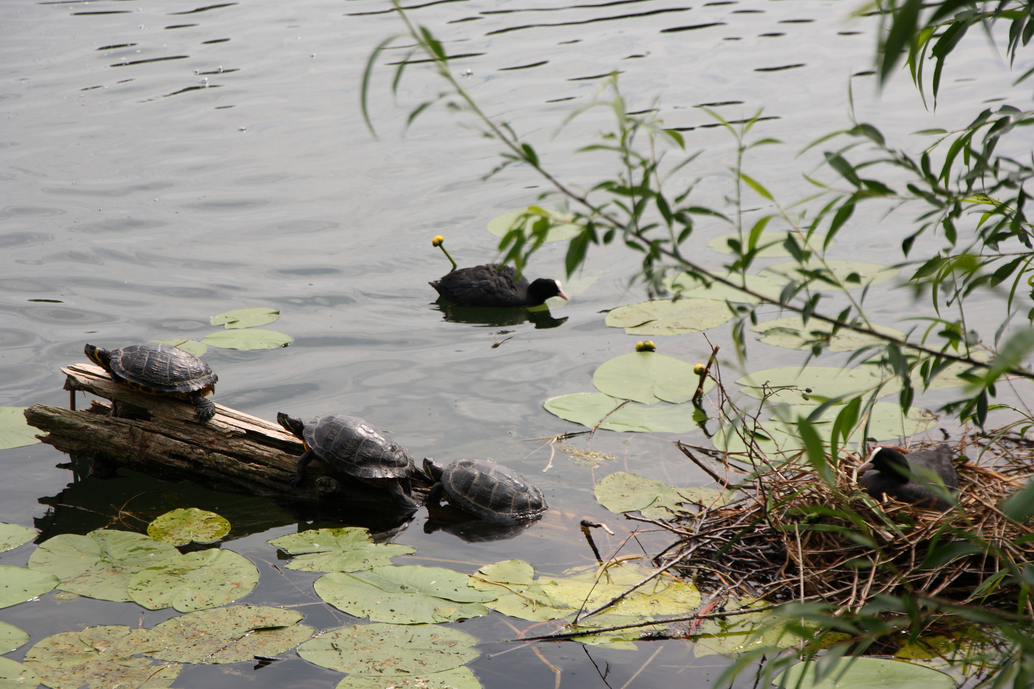 Canon EOS 5D + Canon EF 24-105mm F3.5-5.6 IS STM sample photo. Wild life photography