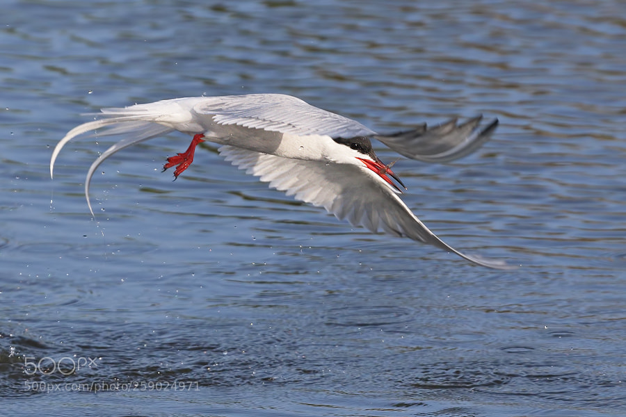 Canon EOS 7D Mark II sample photo. Common tern photography