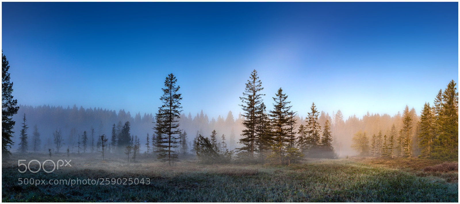 Canon EOS 5D Mark IV sample photo. Foggy glade photography