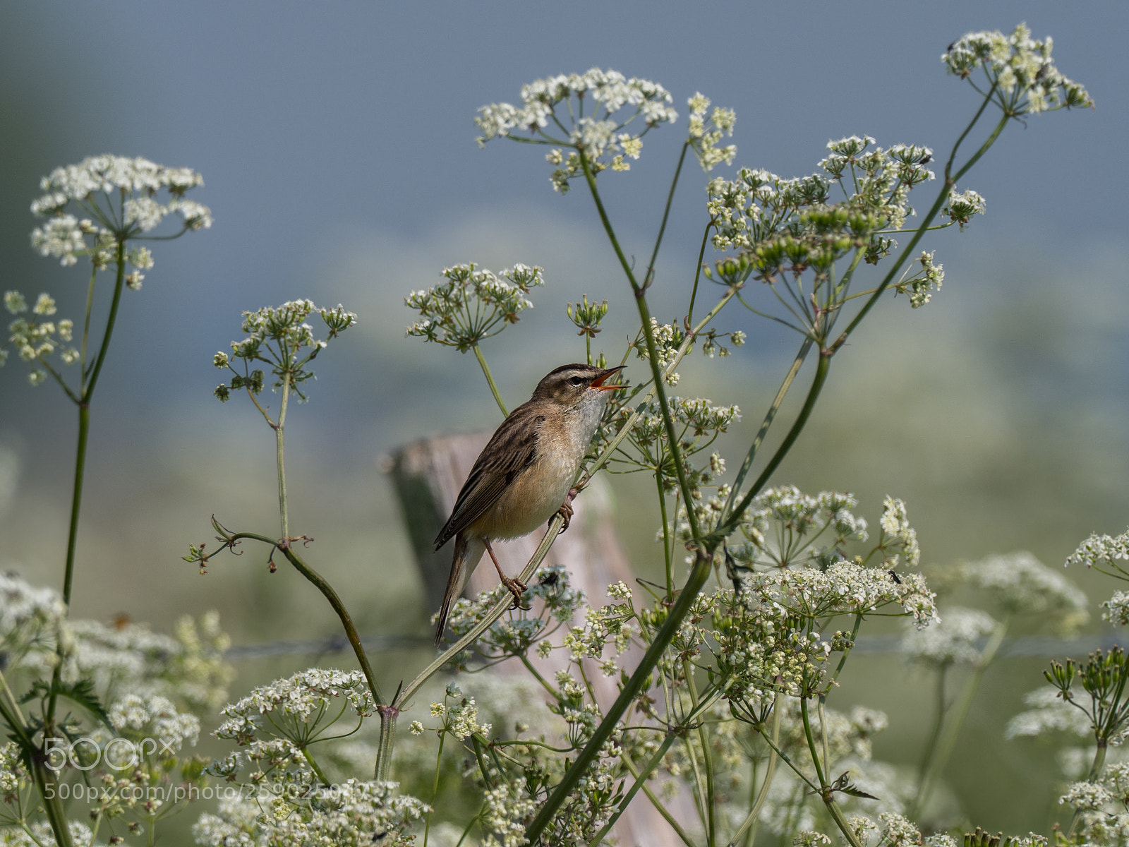 Olympus OM-D E-M1 Mark II sample photo. Singing between flowers photography