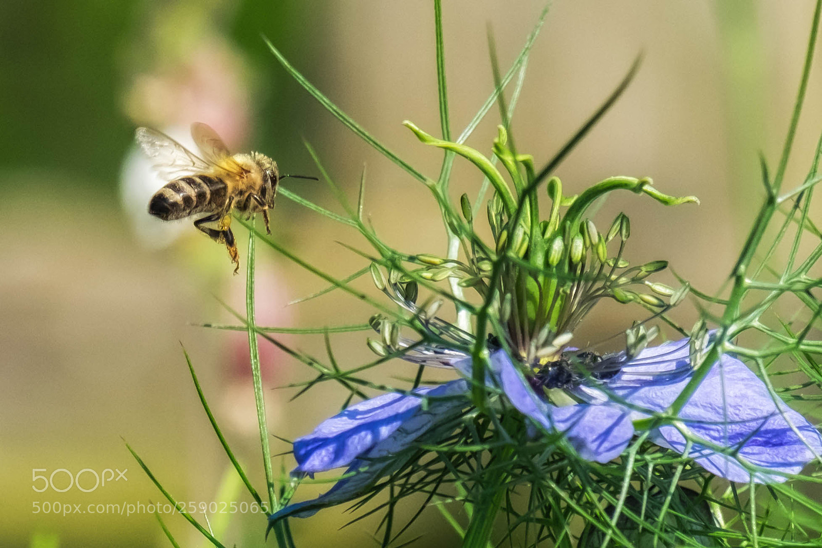 Fujifilm X-T10 sample photo. Im anflug.... photography