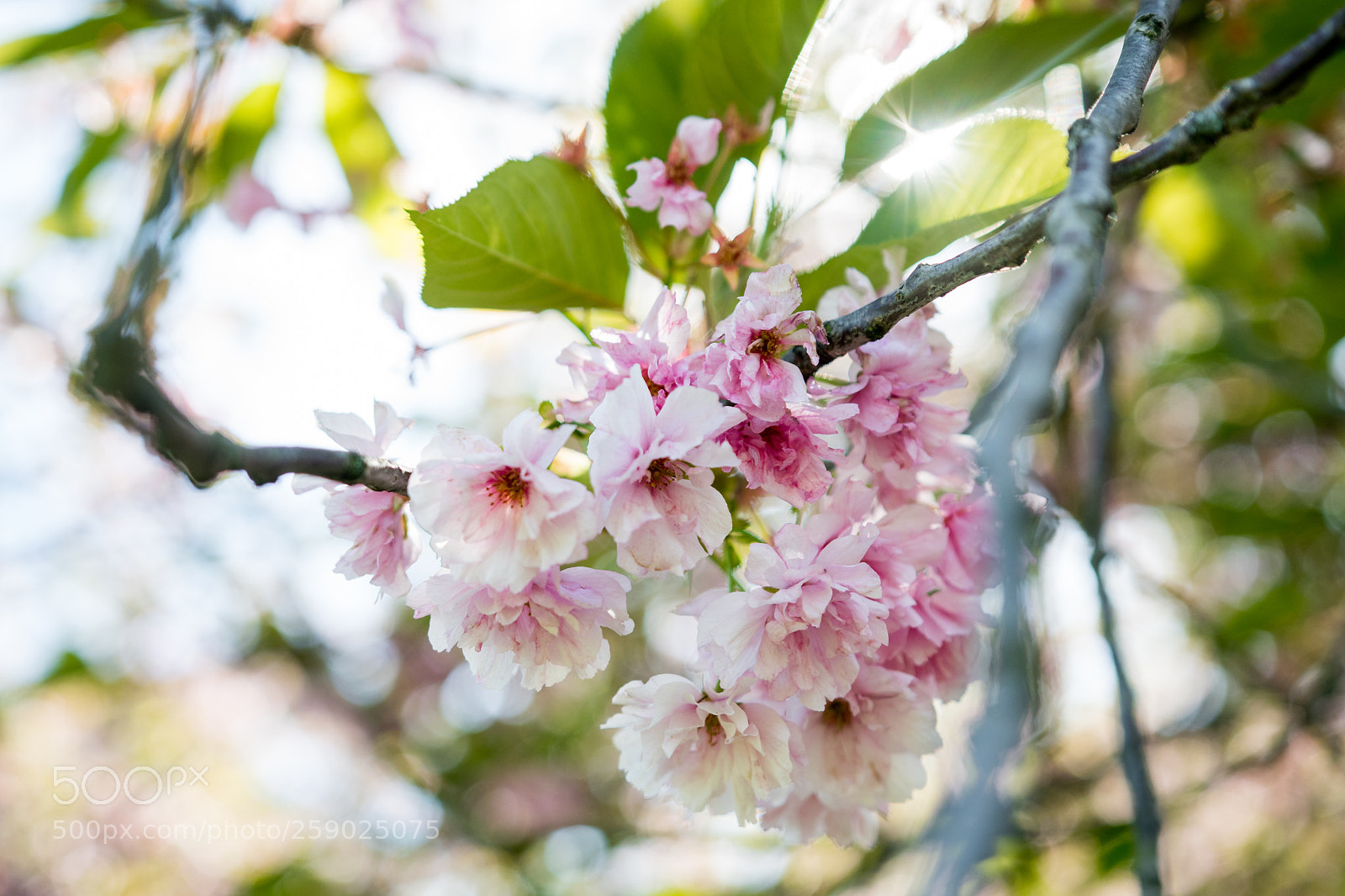 Nikon D500 sample photo. Spring photography