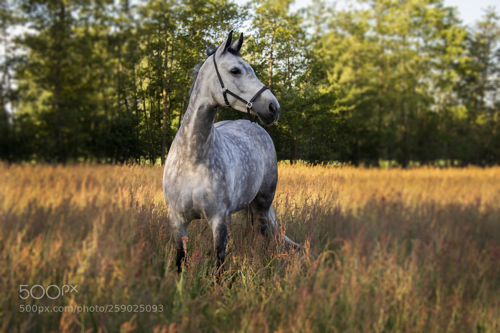 Canon EOS 77D (EOS 9000D / EOS 770D) sample photo. Heliavira horse in the photography